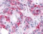 SGK3 Antibody (N-Terminus)